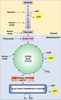 Protein catabolism and deamination