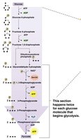 Glycogenolysis pathway