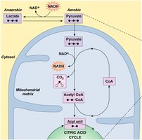 Islets of Langerhans in pancreas