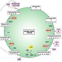 Glucagon regulation loop