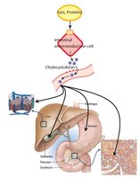 Basic processes of digestion