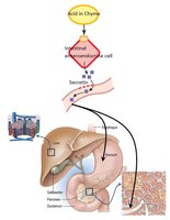 Hormonal regulation of digestion