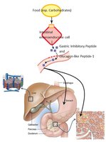 Gastric phase: stomach cells