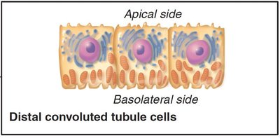 Distal convoluted tubule and collecting duct