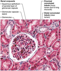 Renal cortical tissue histology