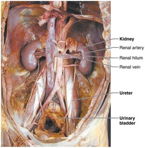 Dissection of urinary system organs (male)