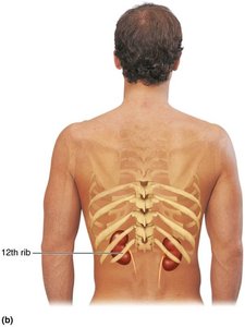 Posterior view showing position of kidneys against the body wall