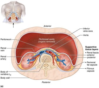 Cross-section showing supportive tissue layers around the kidneys