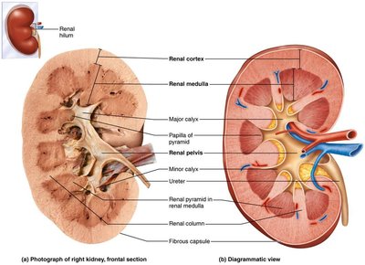 Internal anatomy of the kidney showing cortex, medulla, pyramids, calyces, and pelvis