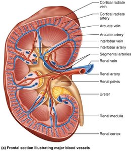 Blood vessels of the kidney (arteries and veins)
