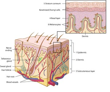 Structure of the skin with labeled layers and accessory structures