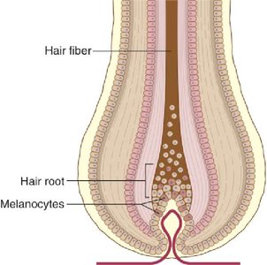 Structure of a hair follicle with labeled parts