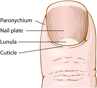 Structure of a fingernail with labeled parts
