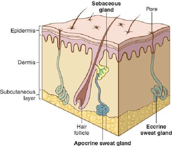 Structure of skin showing sebaceous and sweat glands