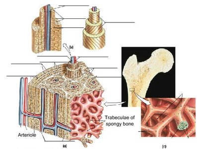 Structure of compact and spongy bone, showing osteons, lamellae, central canal, and trabeculae