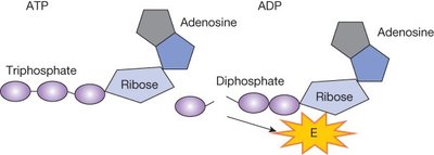 ATP to ADP energy release