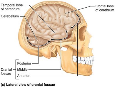 Lateral view of cranial fossae and brain regions