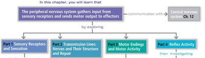 Peripheral nervous system overview and chapter roadmap