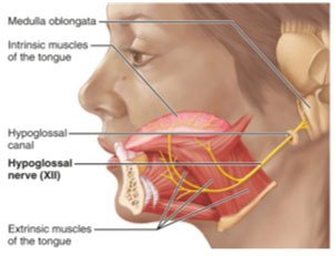 Hypoglossal nerve anatomy and innervation