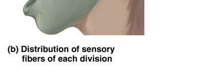 Distribution of sensory fibers of trigeminal nerve divisions