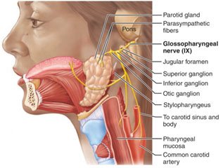 Glossopharyngeal nerve anatomy and innervation
