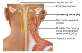 Accessory nerve anatomy and innervation