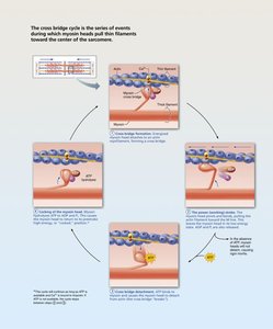 Molecular cross bridge cycle diagram