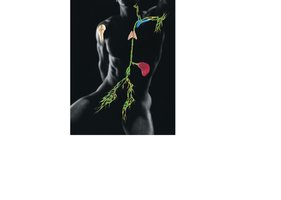 Lymphatic system: lymph nodes, vessels, spleen