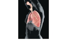 Respiratory system: lungs and airways