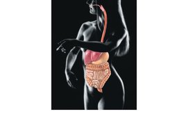 Digestive system: stomach, intestines