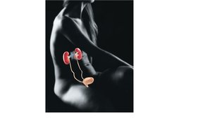 Urinary system: kidneys, bladder