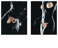 Male and female reproductive systems