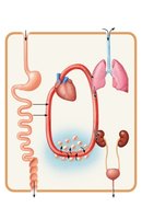 Organ systems interrelationships