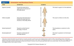 Orientation and directional terms table