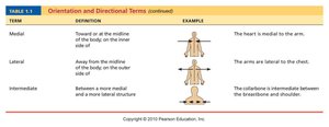 Orientation and directional terms table