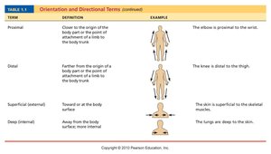 Orientation and directional terms table
