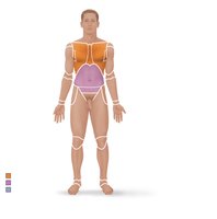 Posterior regional terms