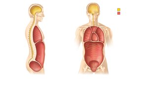 Body cavities: dorsal and ventral