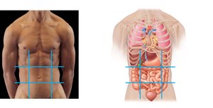 Abdominopelvic regions