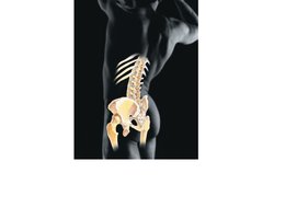 Skeletal system: bones and joints