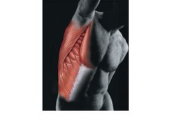 Muscular system: skeletal muscles