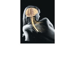 Nervous system: brain, spinal cord, nerves