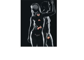 Endocrine system: glands