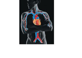 Cardiovascular system: heart and blood vessels