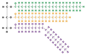 Structure of a triglyceride with three fatty acids attached to a glycerol backbone
