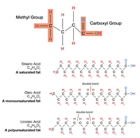 Structures of saturated, monounsaturated, and polyunsaturated fatty acids