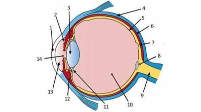 Eye anatomy diagram