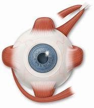 External eye muscles diagram