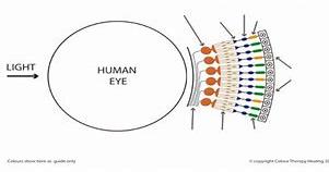 Photoreceptors diagram