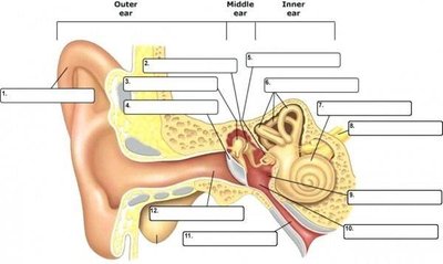 Ear anatomy diagram